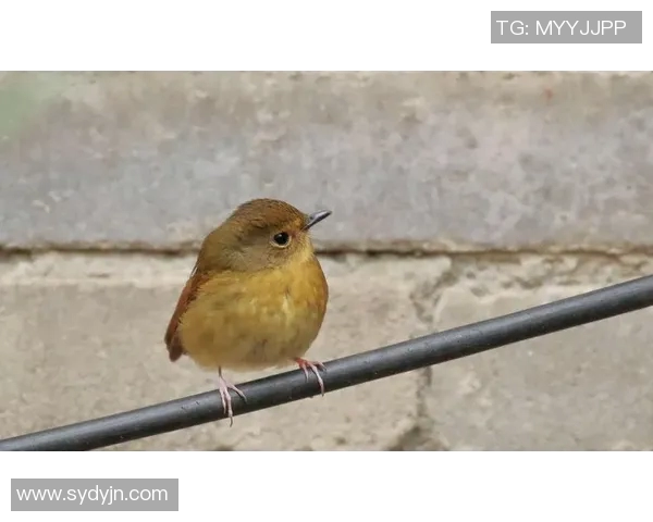 乌栖沙岩与清水的对决探讨自然景观与生态保护的平衡之道